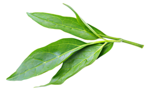 AI generated Green leaves isolated on transparent background png