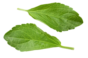 ai généré Frais vert basilic feuilles png