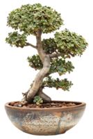 AI generated bonsai tree in pot PNG
