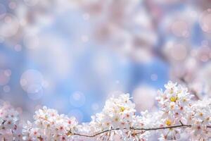 sakura flowers or cherry blossom flower of pink color on sunny backdrop. Beautiful nature spring background with a branch of blooming sakura. photo