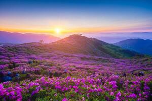 Morning and spring view of pink azalea flowers at Hwangmaesan Mountain with the background of sunlight and foggy mountain range near Hapcheon-gun, South Korea. photo