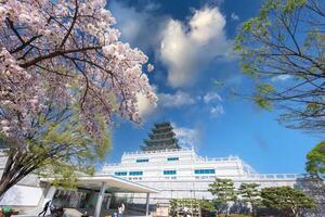 Gyeongbokgung palace with cherry blossom tree in spring time in seoul city of korea, south korea. photo
