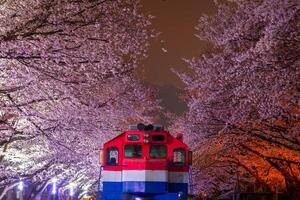 Cherry blossom and train in spring at night It is a popular cherry blossom viewing spot, jinhae, South Korea. photo