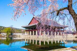 Gyeongbokgung palace with cherry blossom tree in spring time in seoul city of korea, south korea. photo