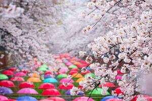 Cherry blossom in spring in Korea is the popular cherry blossom viewing spot, jinhae South Korea. photo