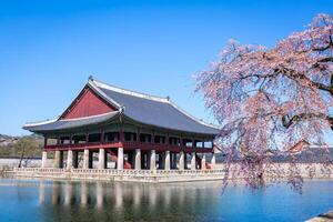 Gyeongbokgung palace with cherry blossom tree in spring time in seoul city of korea, south korea. photo