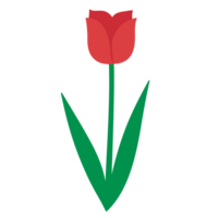 tulip flower clipart png