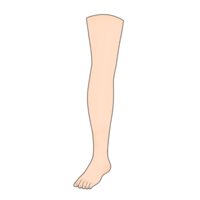 jambe corps partie clipart png