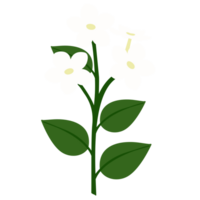 Jasmin Blume Clip Art png