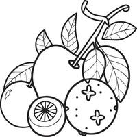 Fruits coloring pages for coloring book. Fruits outline vector