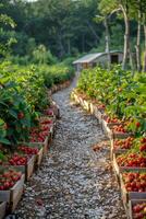 ai generado fresas creciente en de madera cajas foto