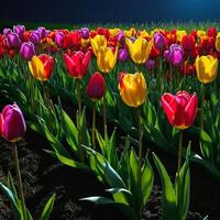 AI generated Incredibly beautiful multi-colored tulips in the night meadow photo