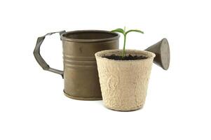 Seedling potted in biodegradable pot near vintage watering can photo