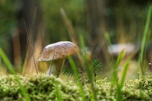 Bolete mushroom growing in the woods photo