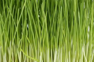 Fresh green wheatgrass stalks in close up photo