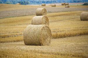 agrícola paisaje con cosechado dorado trigo zona foto