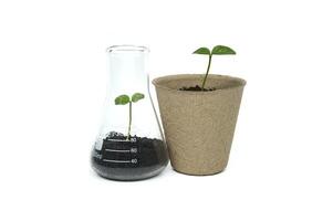 Green seedlings in biodegradable pots and glass flask photo
