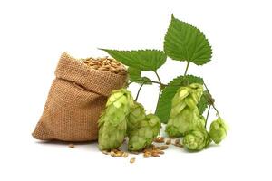 Barley and sprig of green hops over white photo