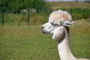 White alpaca with thick fluffy coat and pronounced hairstyle photo