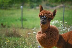 Brown alpaca with a pronounced hairstyle stands in green field photo