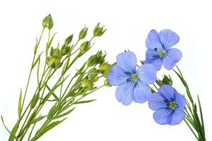 Vibrant blue common flax flower in close up photo