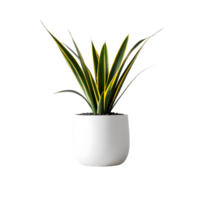 AI generated snake plant in white pot isolated on white background. ai generative png