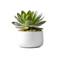 AI generated succulents in white pot isolated on transparent background, cut out background. ai generative png