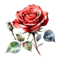 AI generated Watercolor style illustration about Red rose on transparent background. ai generative png