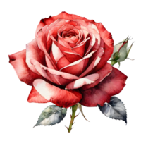 ai generiert Aquarell Stil Illustration Über rot Rose auf transparent Hintergrund. ai generativ png
