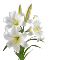 AI generated White Easter Lily Flower Plant Clipart png