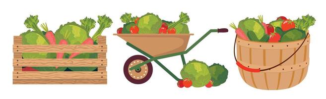A set of farm vegetables in a basket, box, cart. Various garden containers with cabbage, carrots, tomatoes. Vector illustrated clipart.