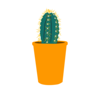 Beautiful cactus flower isolated background png