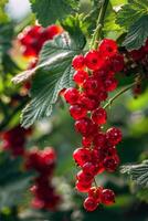 AI generated Cluster of Red Berries Hanging From a Tree photo