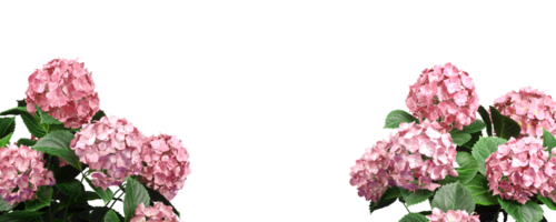 skära ut rosa blomma blomstrande roman blommig förgrund transparent bakgrund 3d illustration png fil