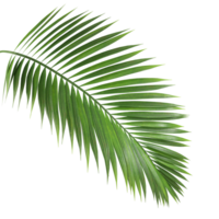 Palma folha ramo trópico verão isolado fundos 3d ilustração png Arquivo