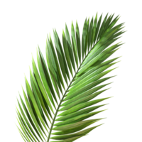 Green palm leaves foliage transparent background 3d rendering png file