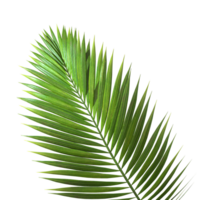 tropisch Palme Blatt isoliert Hintergründe 3d Illustration png Datei