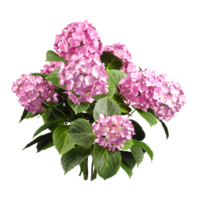 Rosa Strauß Blumen- Schönheit 3d Illustration Schnitt aus Hintergründe png Datei