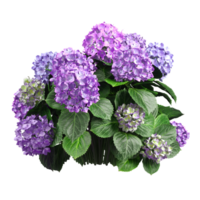 bukett blomma flora blomma skära ut transparent bakgrund 3d tolkning png fil