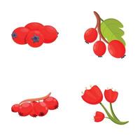 Hawthorn berry icons set cartoon vector. Hawberry branch with red berry and leaf vector