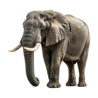 ai generado elefante aislado en transparente antecedentes png