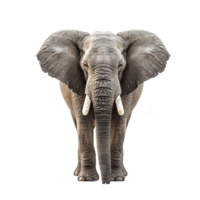 ai généré l'éléphant isolé sur transparent Contexte png