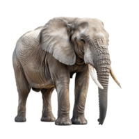 ai generiert Elefant isoliert auf transparent Hintergrund png