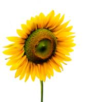 AI generated Sunflower with a transparent background png