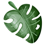 Grün Monstera Blätter png