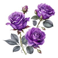 ai generiert schön Rose Blume einstellen Design isoliert auf transparent Hintergrund png