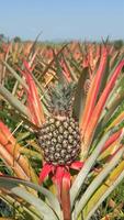 Close-up of a pineapple growing in a plantation field in Chiang Mai, Thailand video