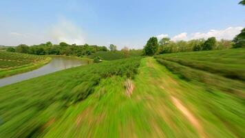 Dynamic FPV drone flight over tea plantation in Chiang Rai, Thailand video