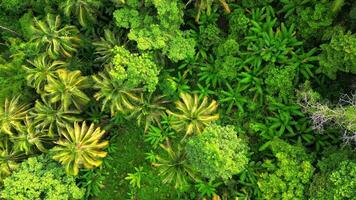 Dense green tropical rainforest in Thailand. video