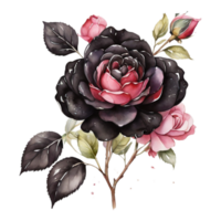 ai generato acquerello uno rosa fiore design png